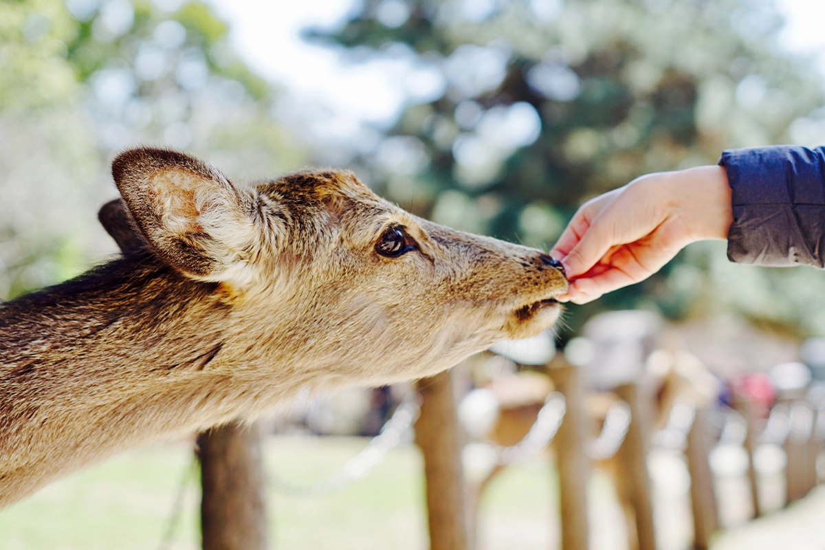 feeding-animals